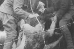 krasnteror9